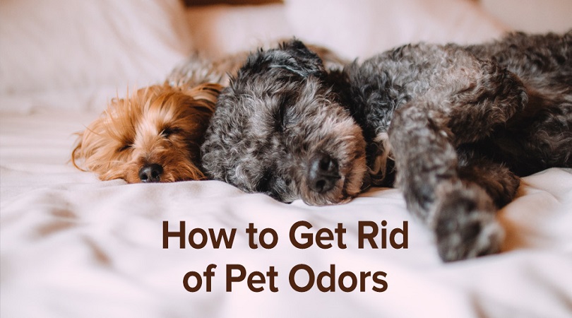 Methods to remove the pet odours from your home